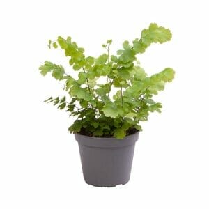 Adiantum Fritz Luthi