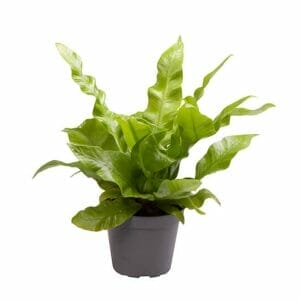 Asplenium Crispy Wave®