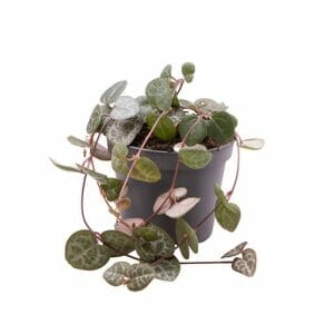 Ceropegia Woodii