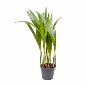 Chrysalidocarpus Lutescens (Areca)