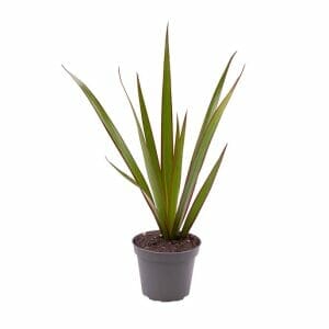 Dracaena Marginata Top