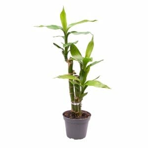 Dracaena Sanderiana Lucky Bamboo