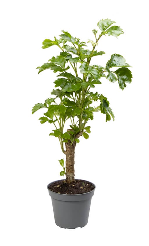 Polyscias
