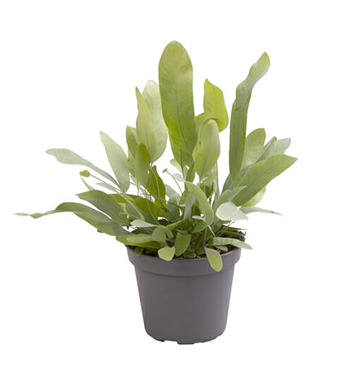 LUNDAGERPLANTS