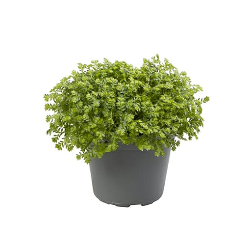 LUNDAGERPLANTS