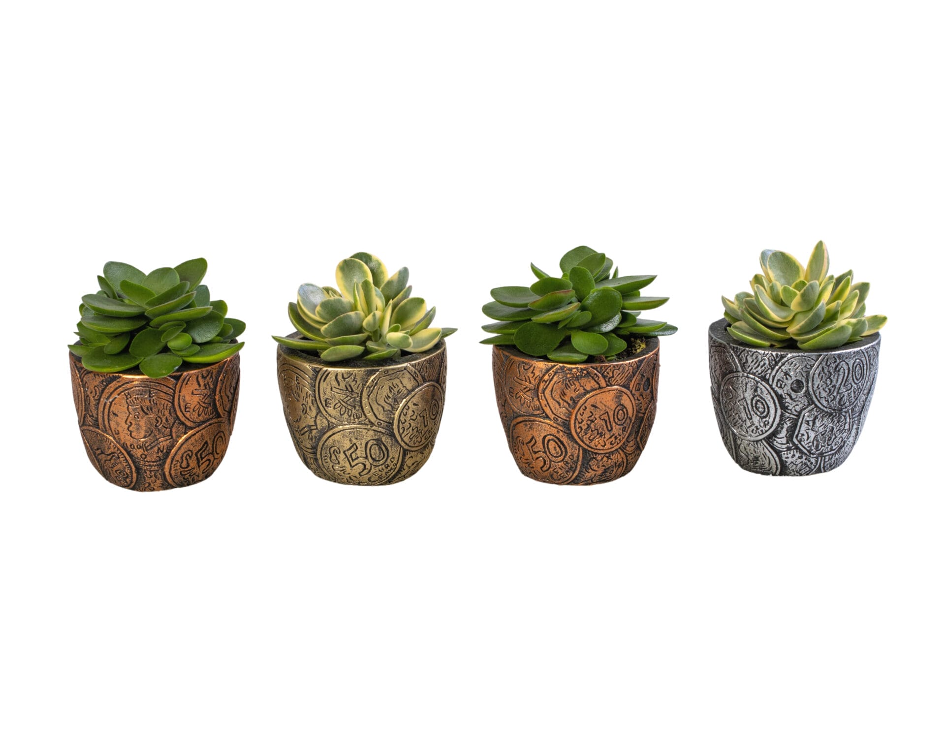 crassula money makerr