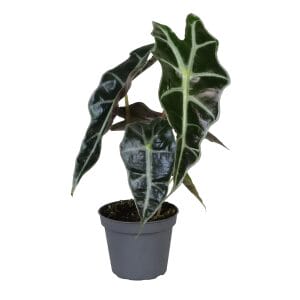 Alocasia Amazonica Dwarf