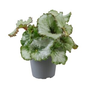 Begonia Rex Escargot
