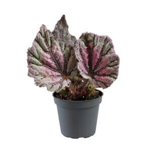 Begonia Rex Dew Drop