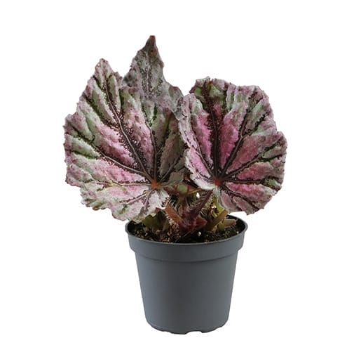 Begonia Rex Dew Drop