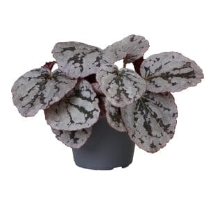 Begonia Rex Chayo