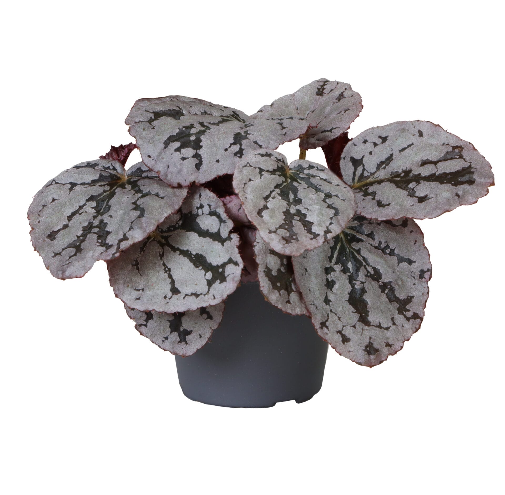 Begonia Rex Chayo