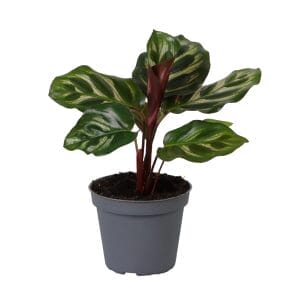 Calathea (Goeppertia) Makoyana