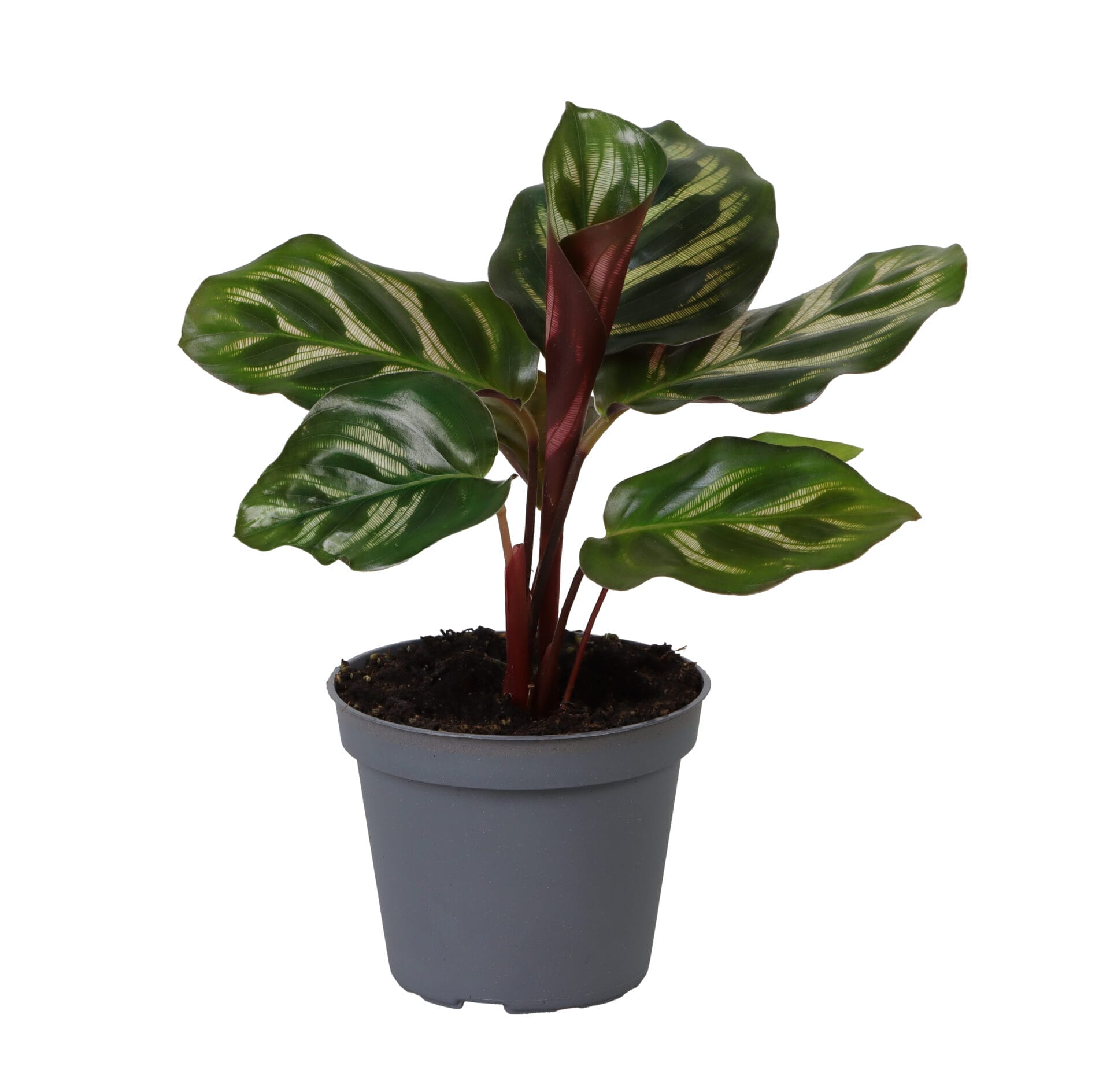 Calathea (Goeppertia) Makoyana