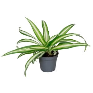 Chlorophytum Variegatum