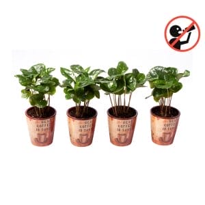 ceramic plant pots lundager plants