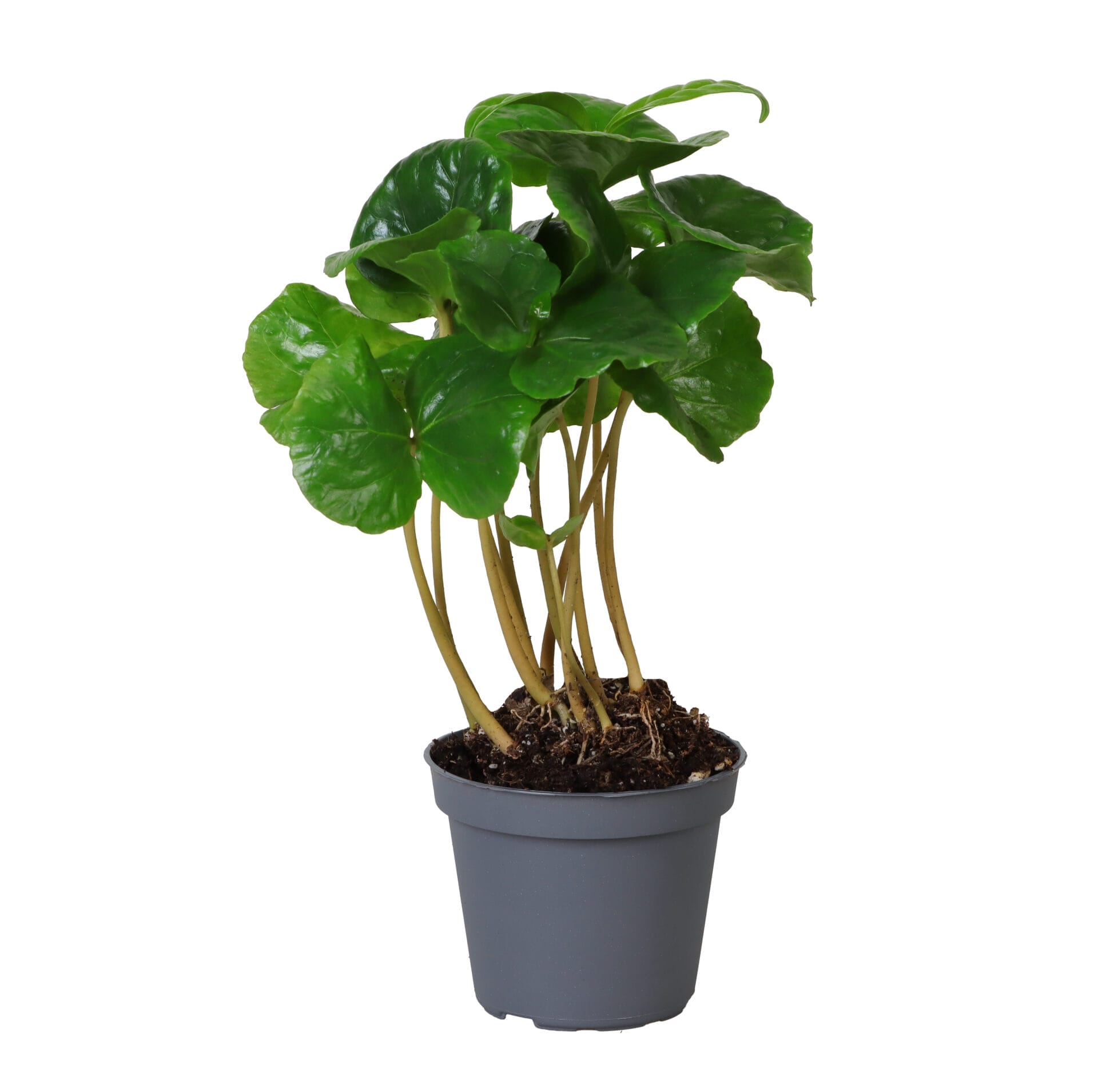 Coffea Arabica