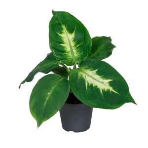 Dieffenbachia Maculata Camilla