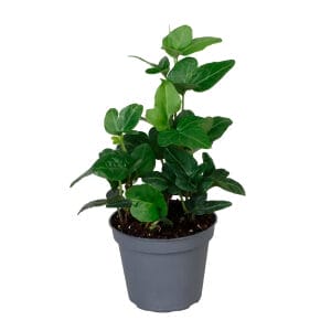 Hedera Helix Green