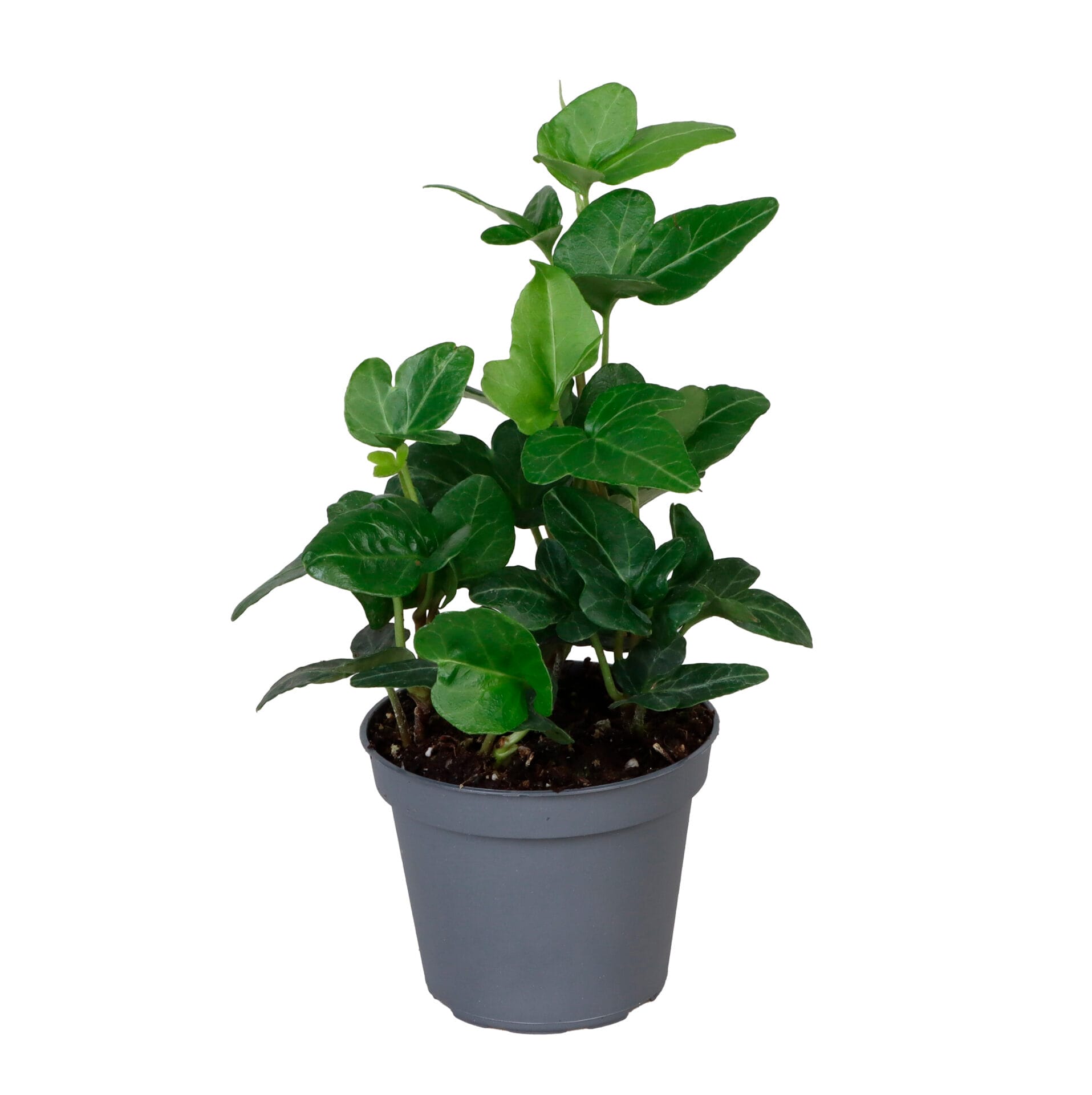 Hedera Helix Green