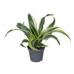 Dracaena Dragontree Lemon Surprise