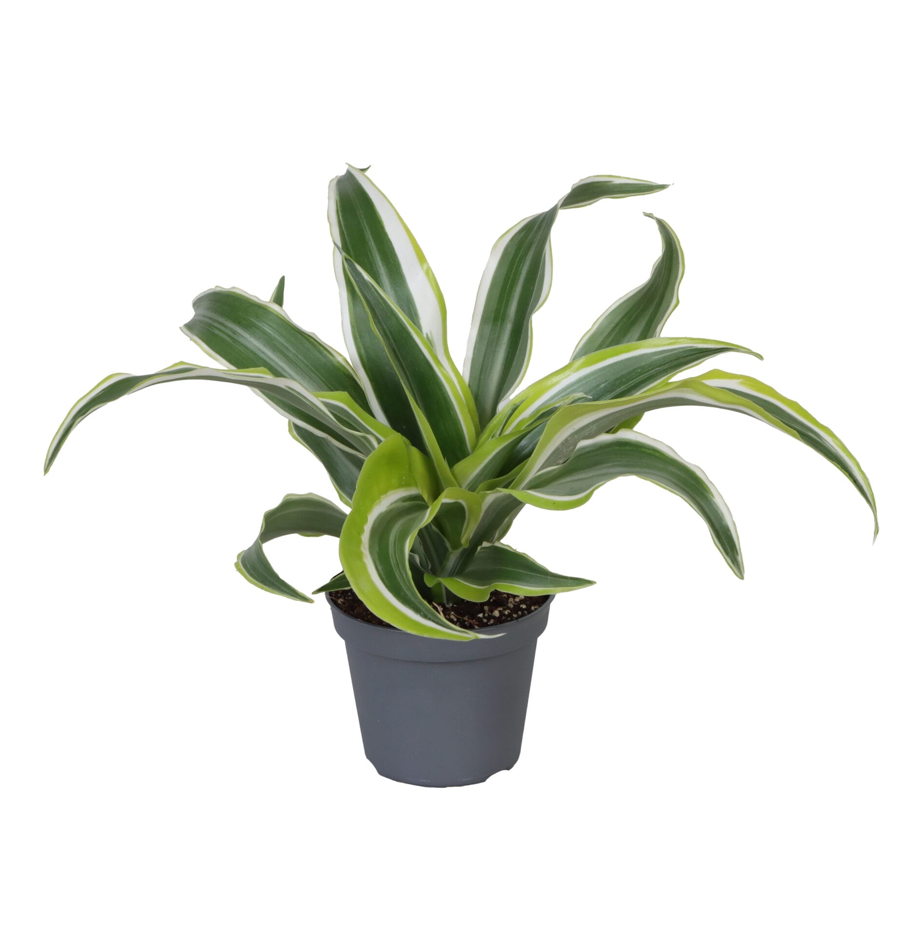Dracaena Dragontree Lemon Surprise