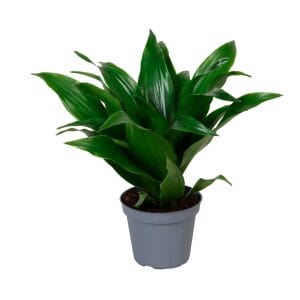 Dracaena Dragontree Twist