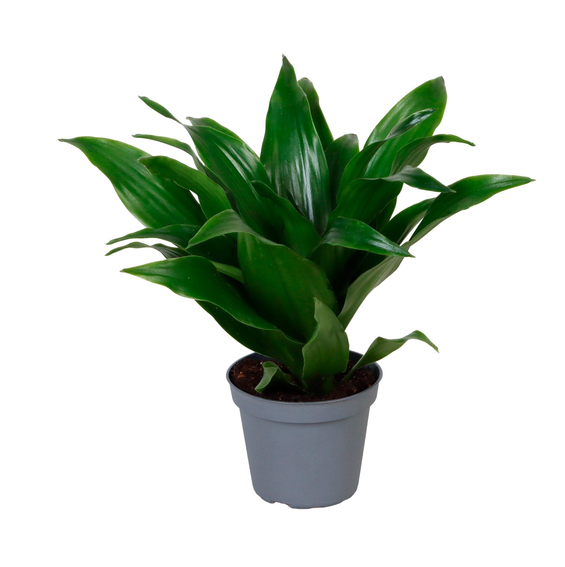 Dracaena Deremensis Janet Craig