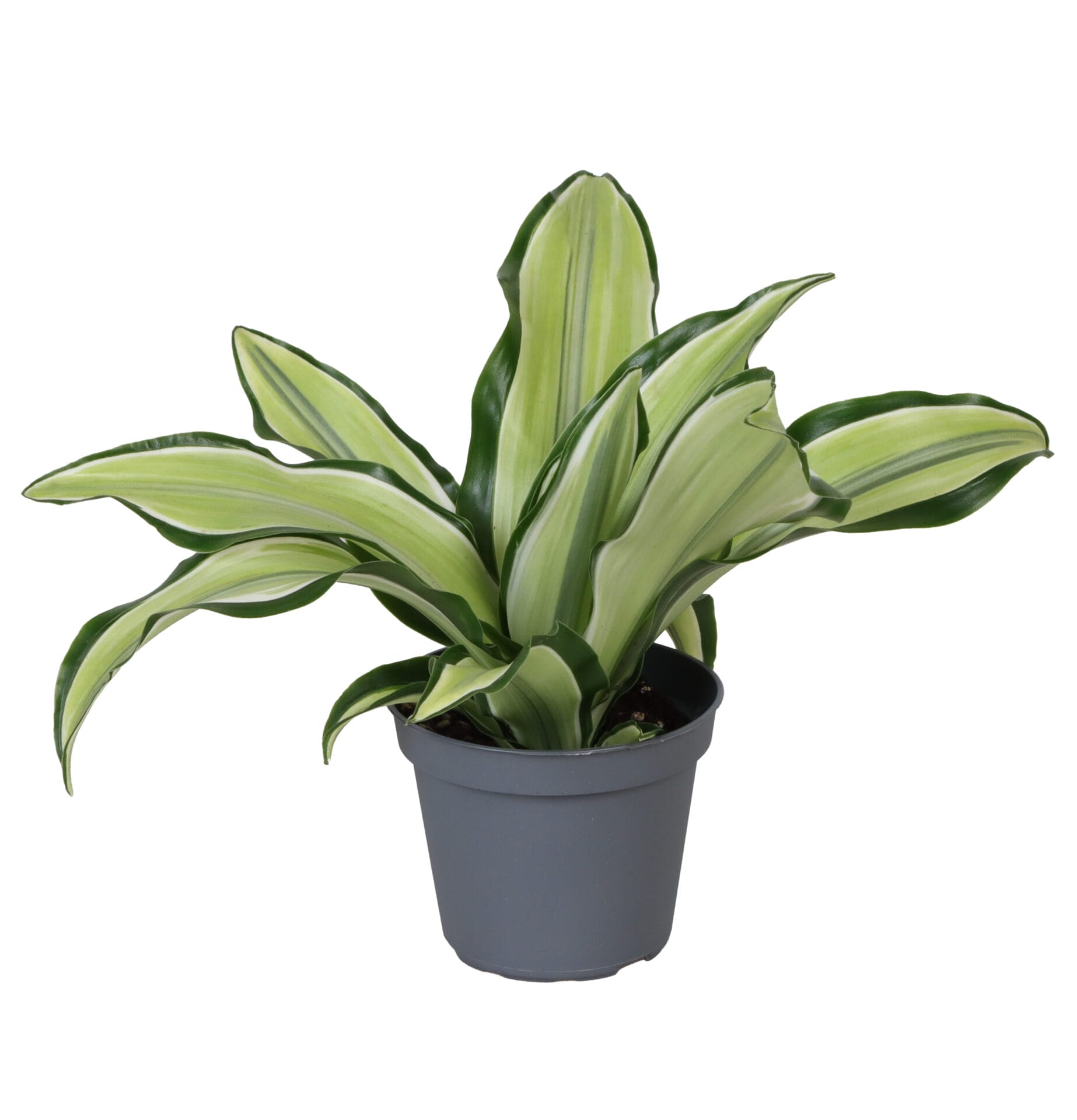 Dracaena Dragontree Malaika