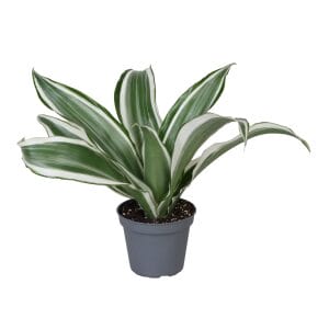 Dracaena Dragontree Kanzi