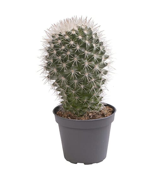 Mammillaria Rhodantha