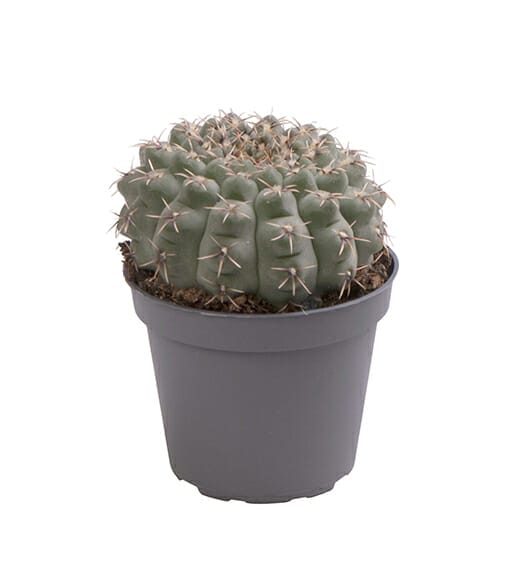 LUNDAGERPLANTS