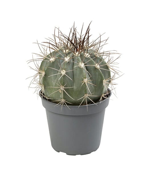 Melocactus Azureus