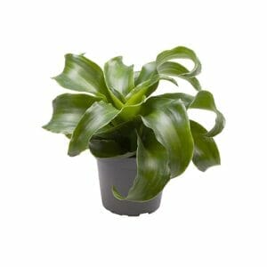 Dracanea Dragontree Twist