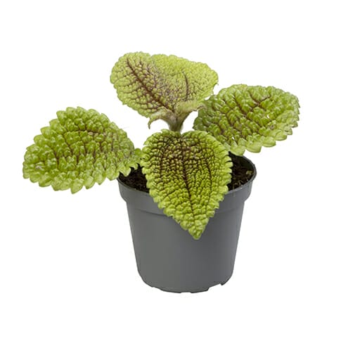 Pilea Moon Valley