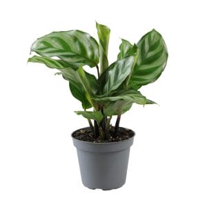 Calathea (Goeppertia) Freddie