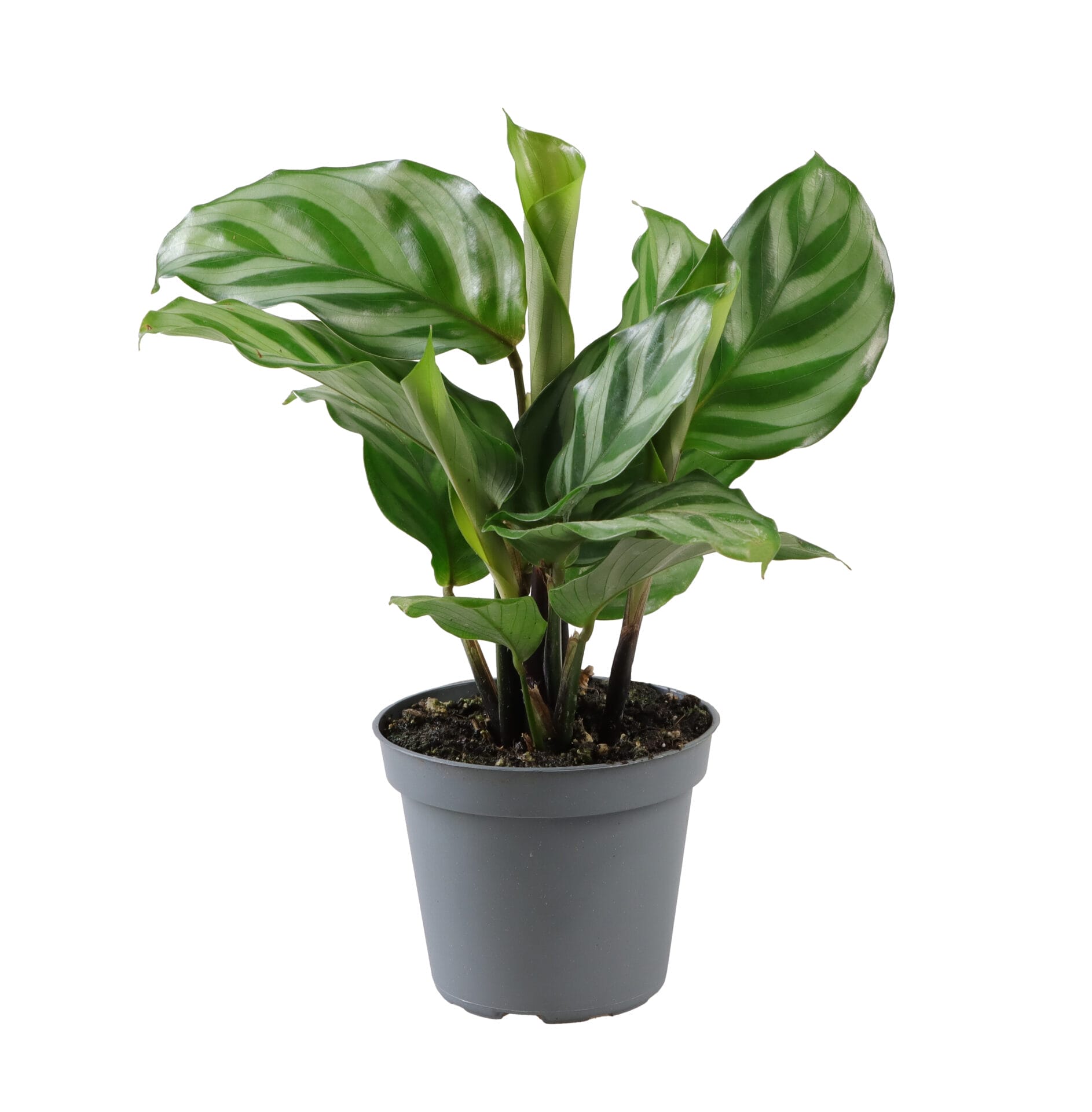 Calathea (Goeppertia) Freddie