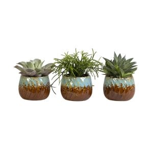 succulent mix