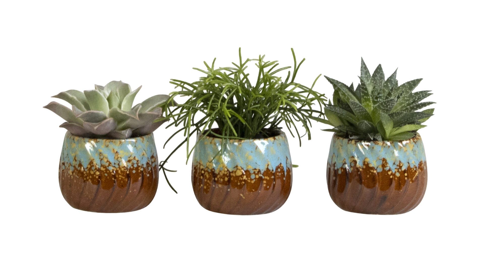 succulent mix