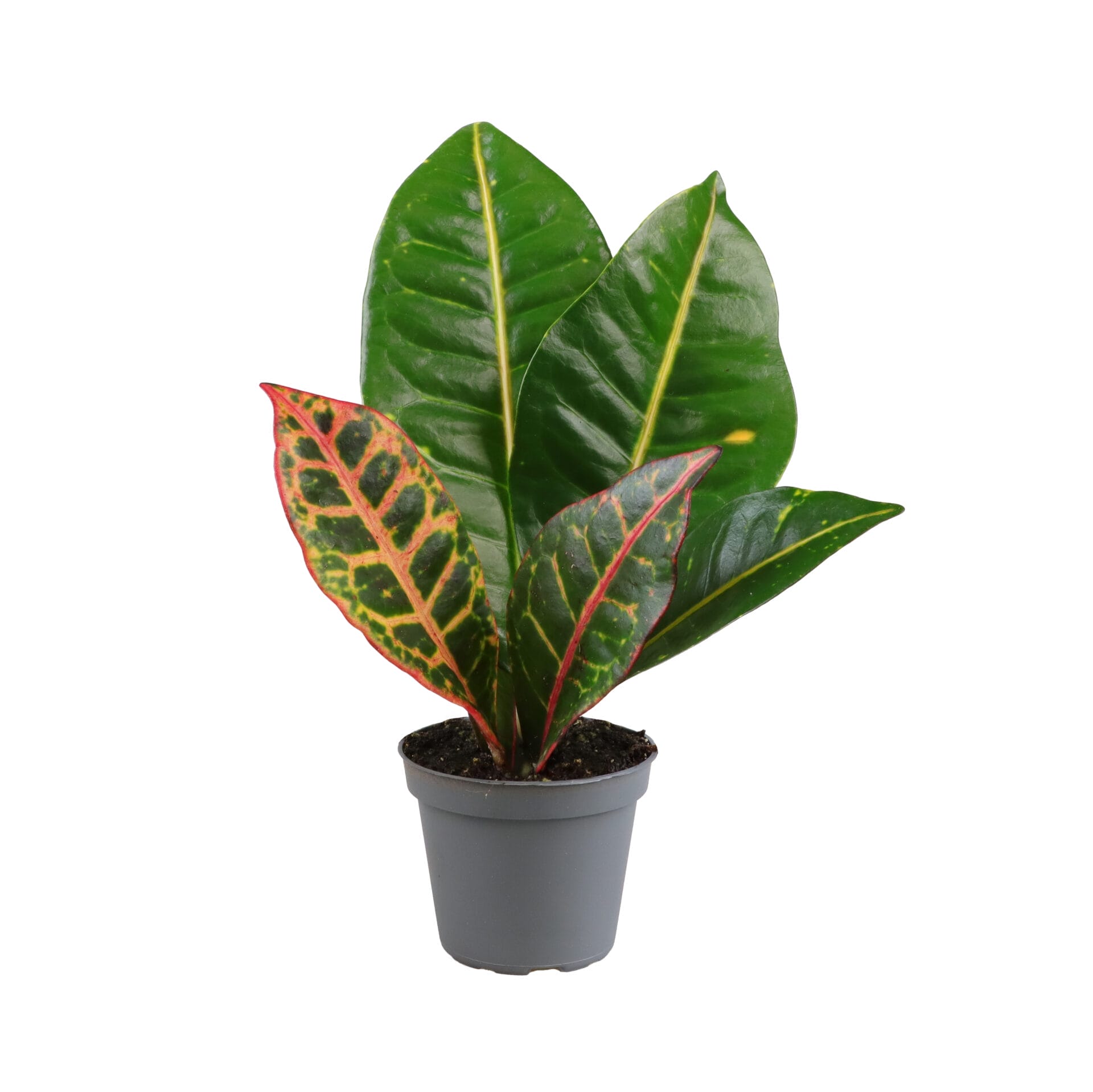 Codiaeum Petra