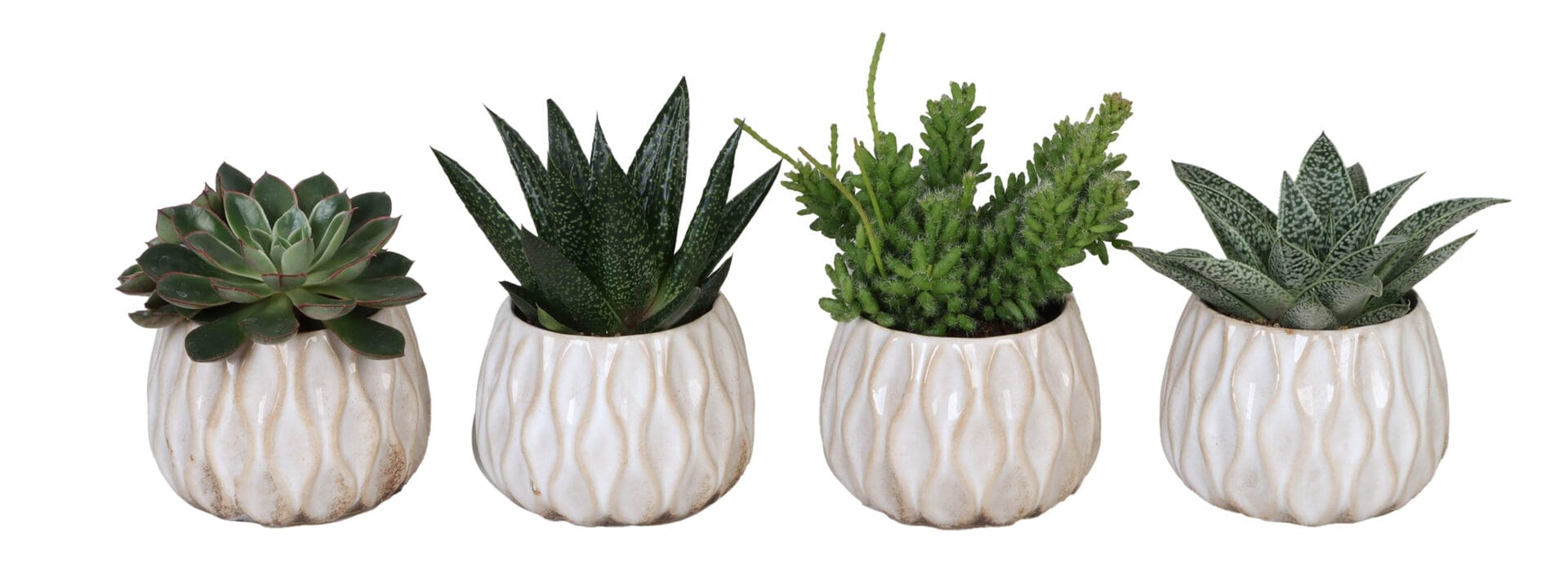 succulents mix