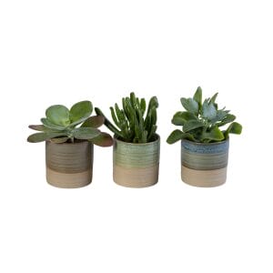 succulents mix