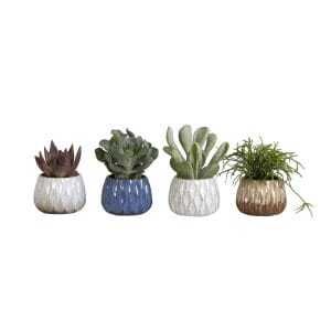 succulent mix