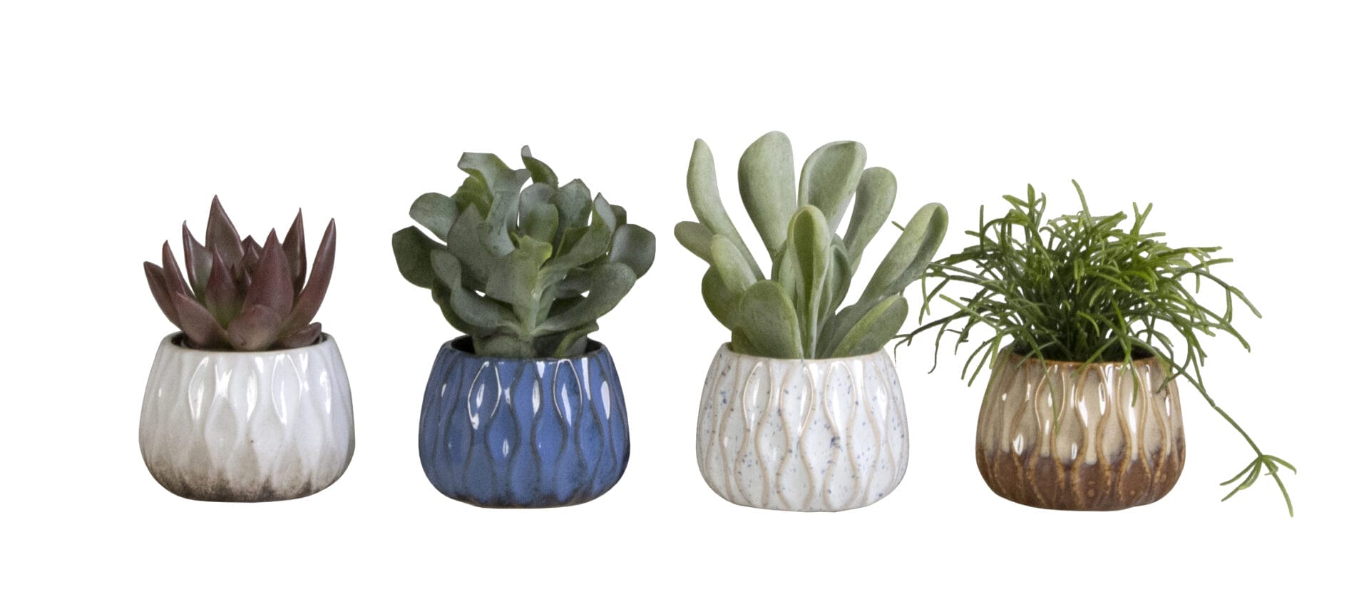 succulent mix
