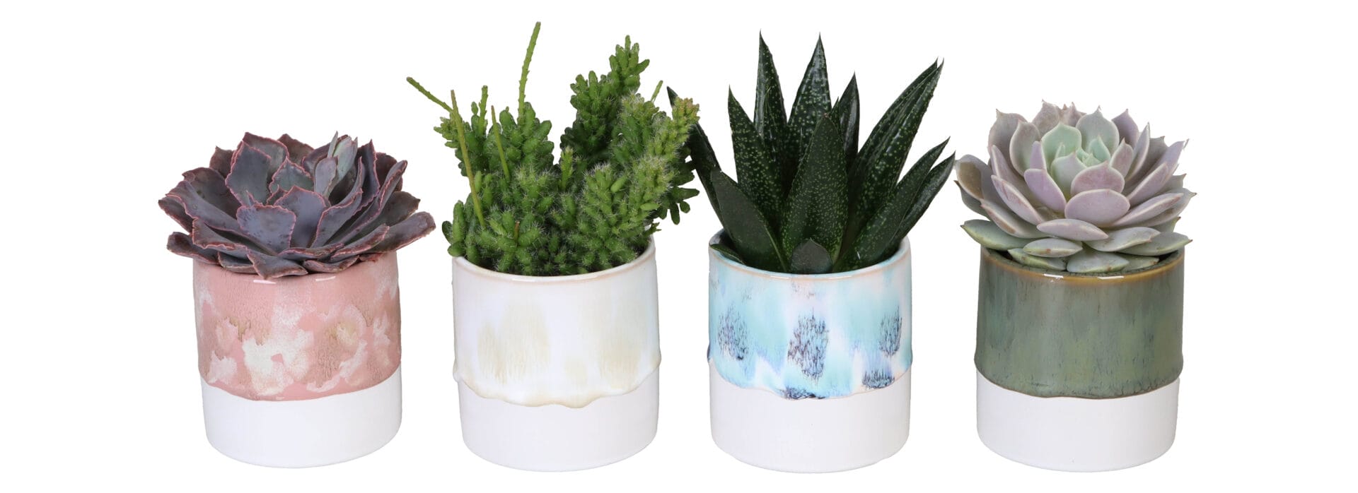 succulent mix