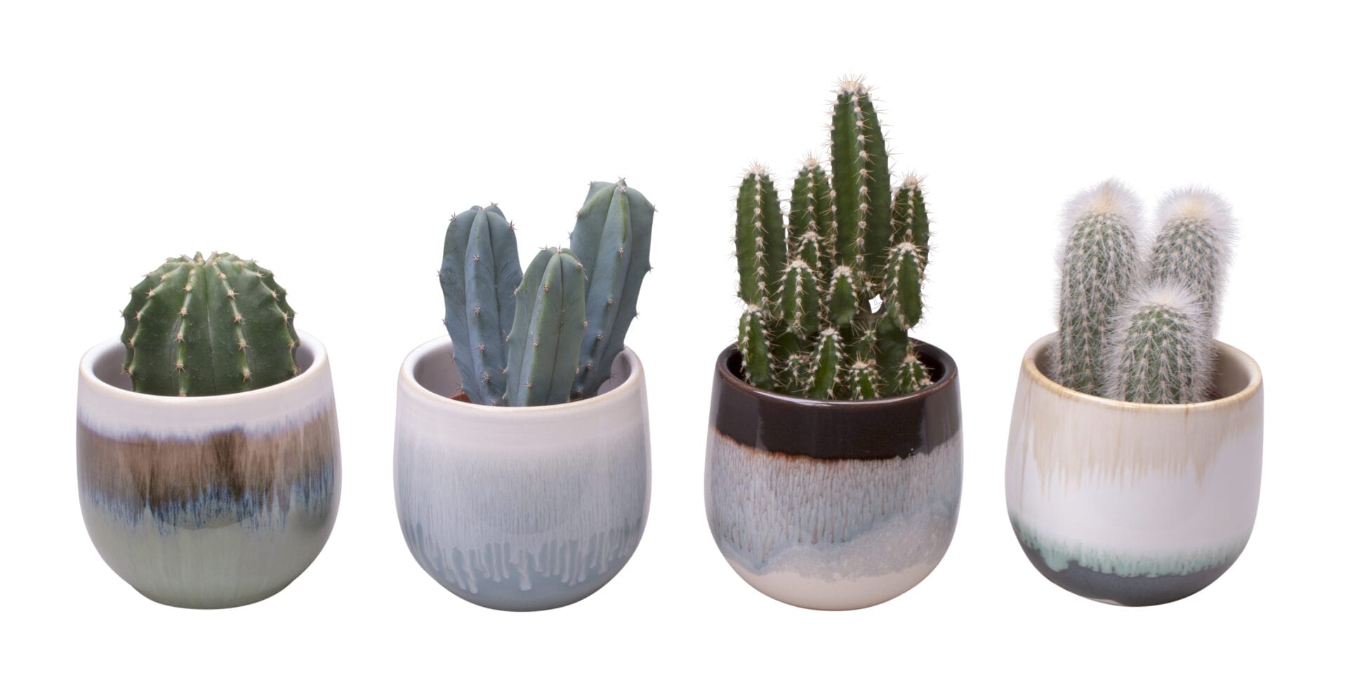 cactus mix