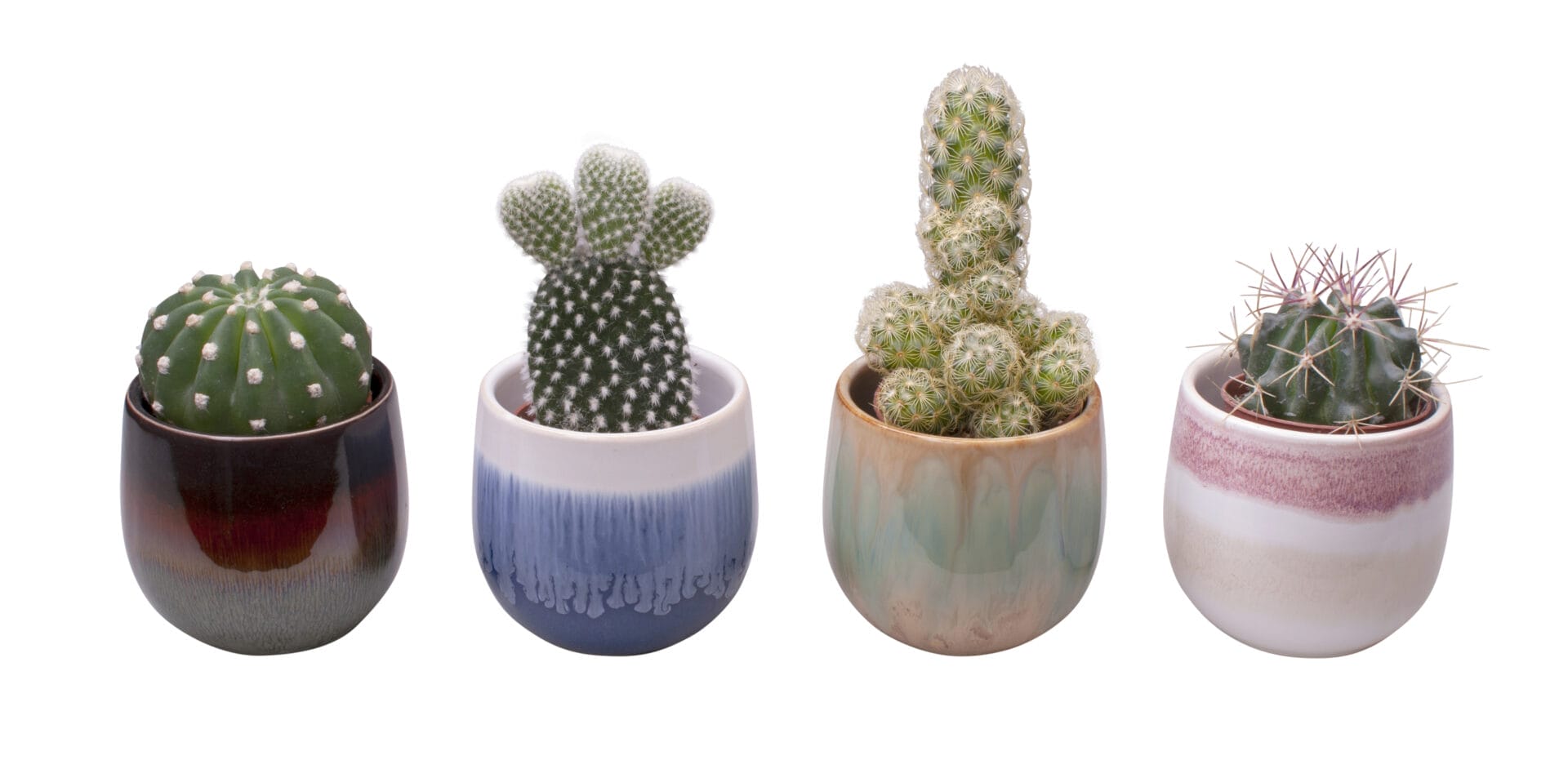 cactus mix