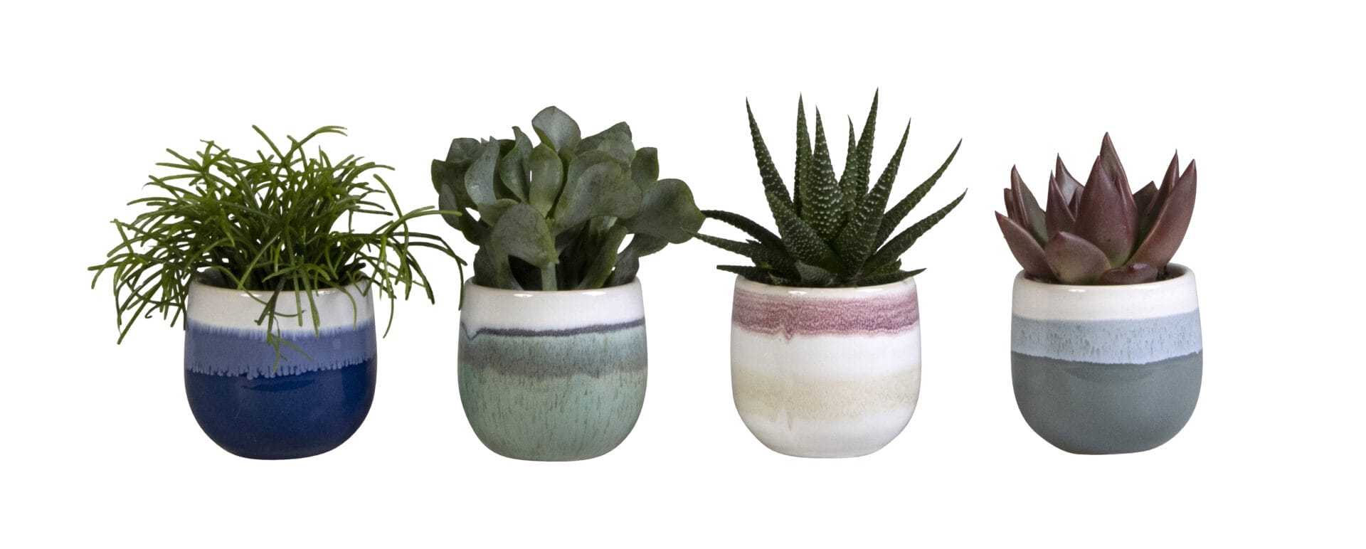 succulent mix