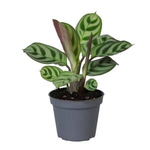 Calathea (Goeppertia) Leuconeura Amabilis