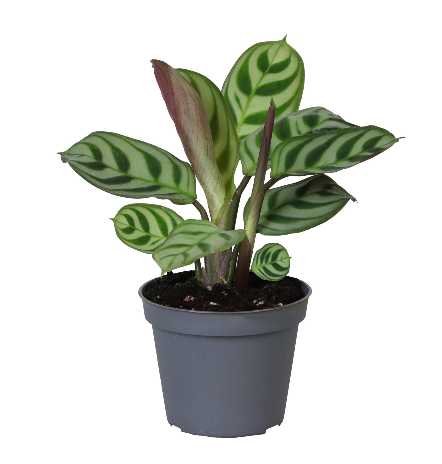 Calathea (Goeppertia) Leuconeura Amabilis